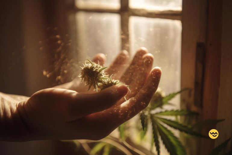 organic cannabis seeds