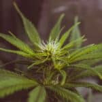 THC Marijuana Plant - Leafy Mate
