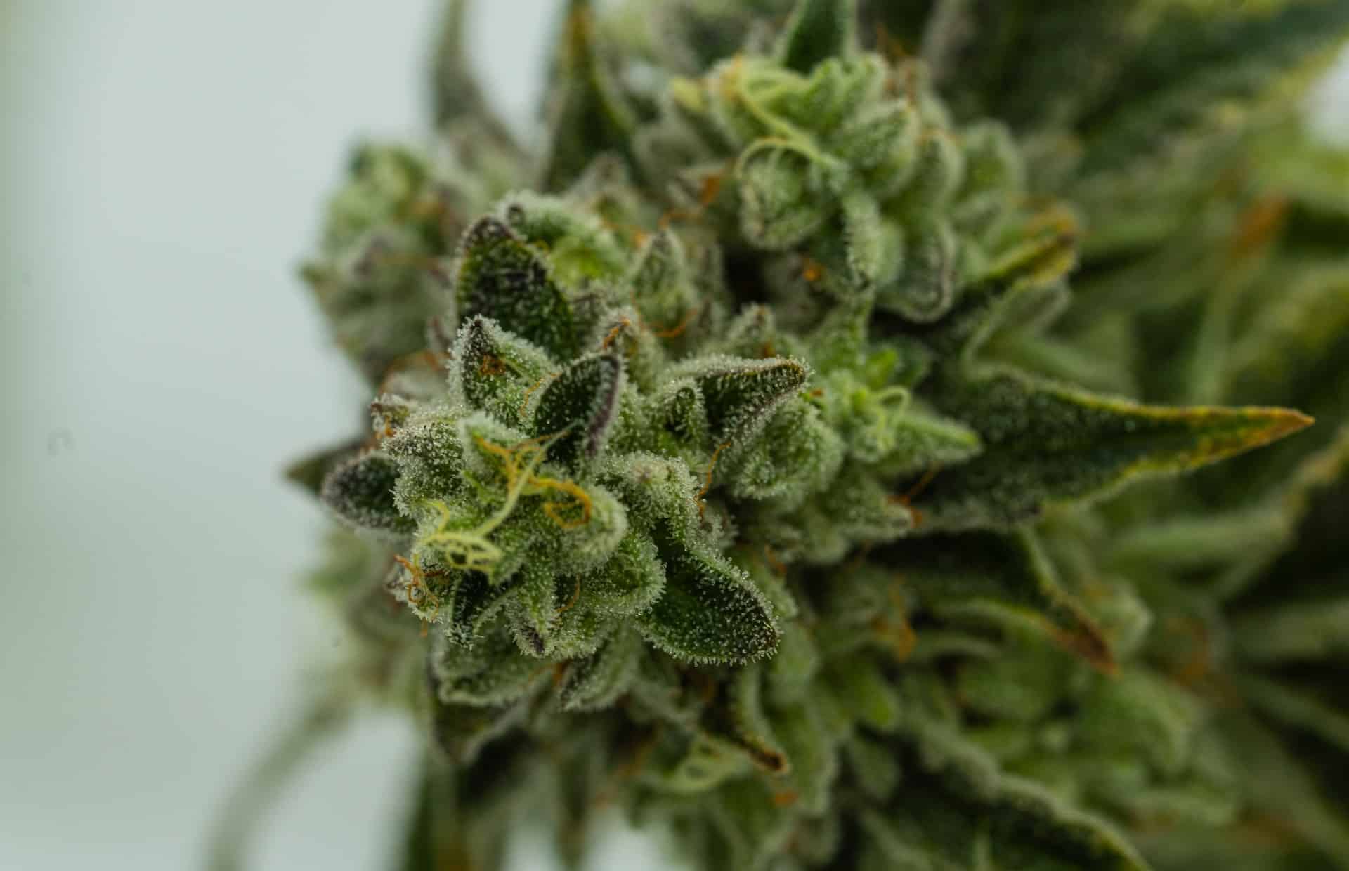THC P Cannabinoid - Leafy Mate