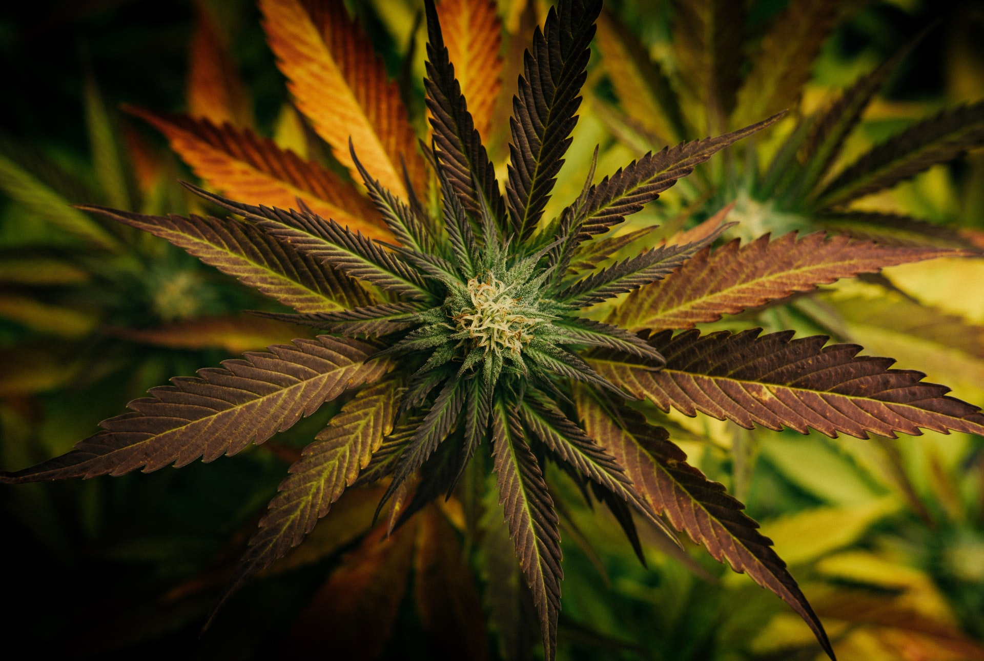 what is thc - marijuana plant - leafy mate