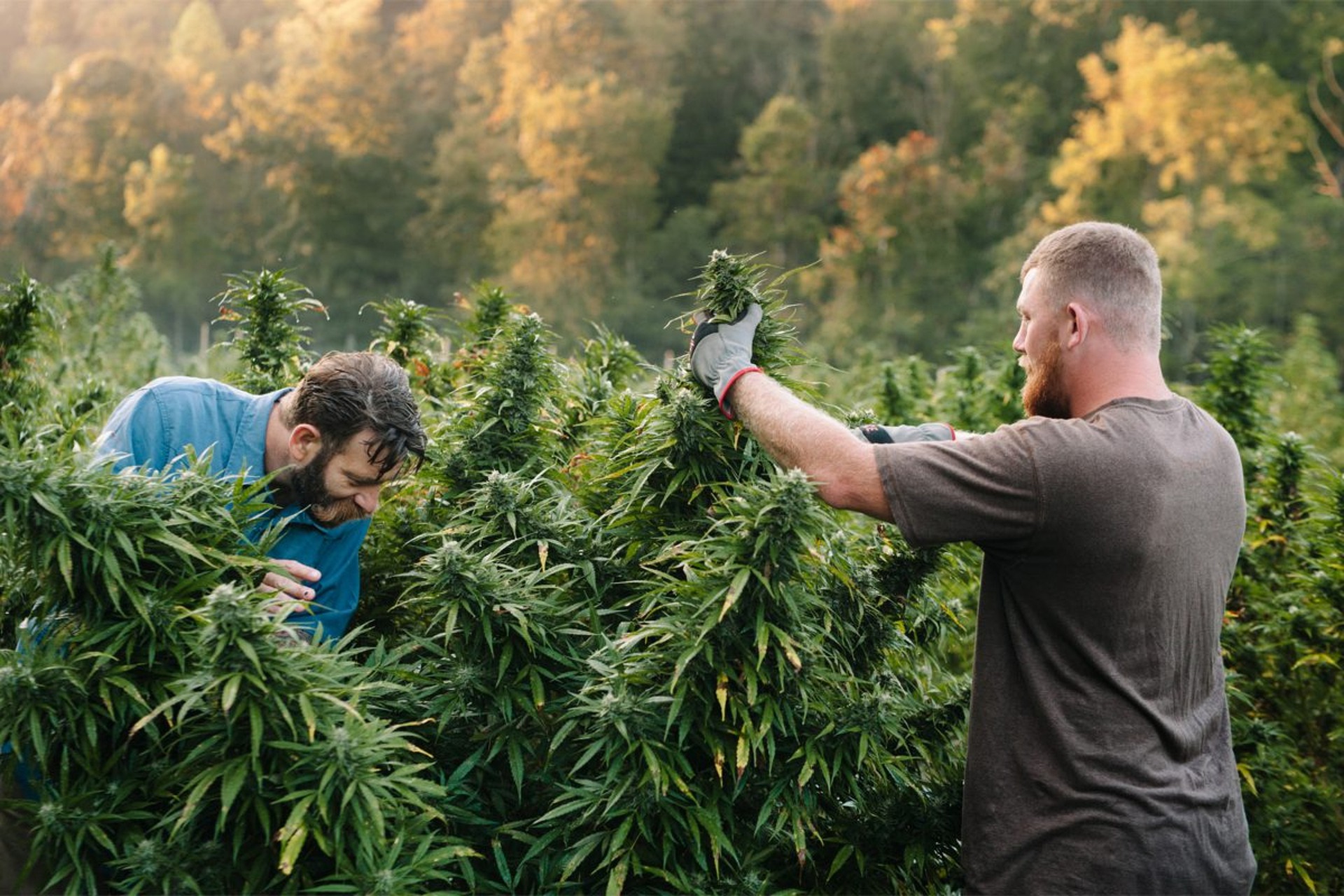 when to harvest marijuana - 2 men harvesting cannabis